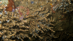 Carijoa riisei