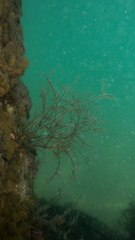 Macrorhynchia philippina