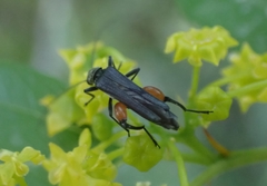 Oedemera rufofemorata