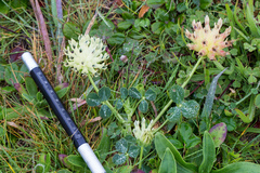 Trifolium fucatum