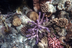 Acropora muricata