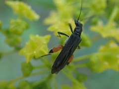 Oedemera rufofemorata