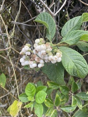 Tournefortia rufosericea