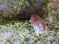 Sphaeroma serratum