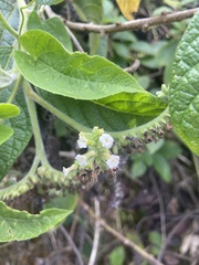 Tournefortia rufosericea