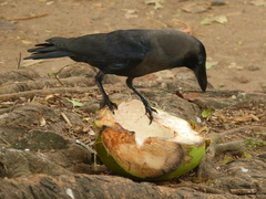 Corvus splendens