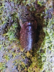 Sphaeroma serratum