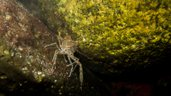 Macrobrachium olfersii