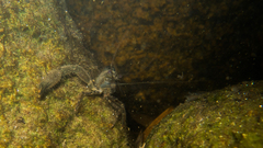 Macrobrachium olfersii