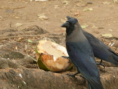 Corvus splendens