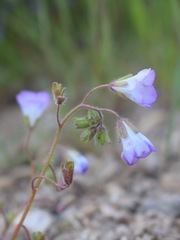 Phacelia douglasii
