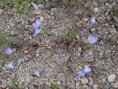 Phacelia douglasii