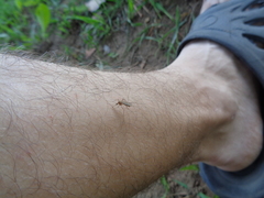 Coquillettidia richiardii