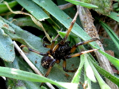 Steatoda paykulliana