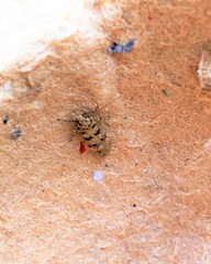 Bryotropha domestica