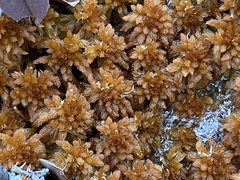 Sphagnum flavicomans