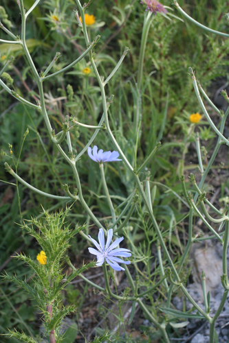 Cichorium image