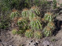 Trichocereus candicans