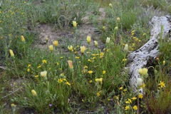 Malacothrix californica