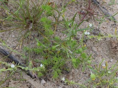 Loeflingia squarrosa