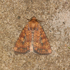 Perigea xanthioides