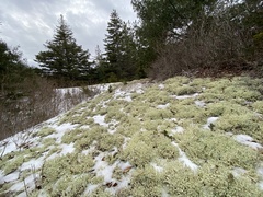 Cladonia boryi