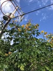 Erythrostemon yucatanensis