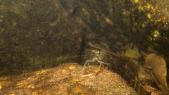 Macrobrachium olfersii