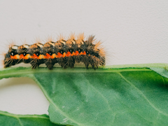 Acronicta rumicis