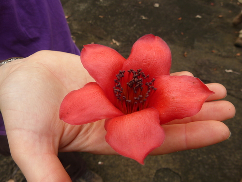 Red Silk Cotton Tree