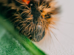Acronicta rumicis