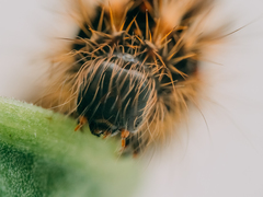 Acronicta rumicis