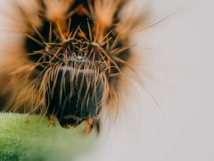 Acronicta rumicis