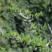 Schinus fasciculata - Photo (c) Guillermo Debandi, some rights reserved (CC BY), uploaded by Guillermo Debandi
