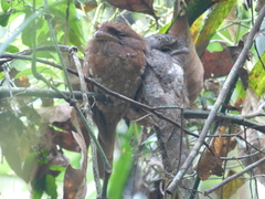 Batrachostomus moniliger