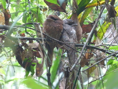 Batrachostomus moniliger