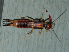 Labidura truncata