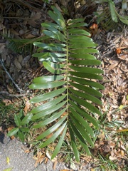 Zamia integrifolia