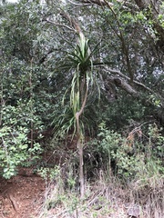 Pleomele aurea