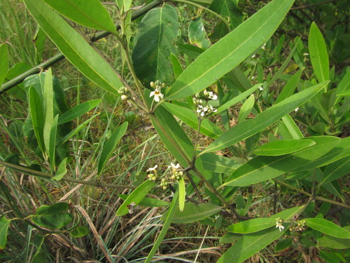 black mangrove