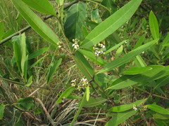 Image of Hilairanthus germinans