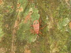 Probergrothius nigricornis