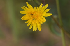 Hyperomyzus carduellinus