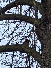 Bubo bubo