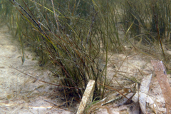 Halodule wrightii