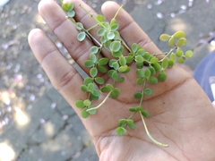 Peperomia