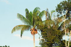 Attalea maripa