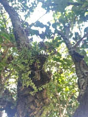 Peperomia