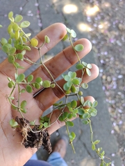 Peperomia
