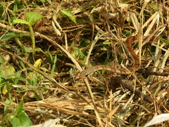 Dendrelaphis chairecacos